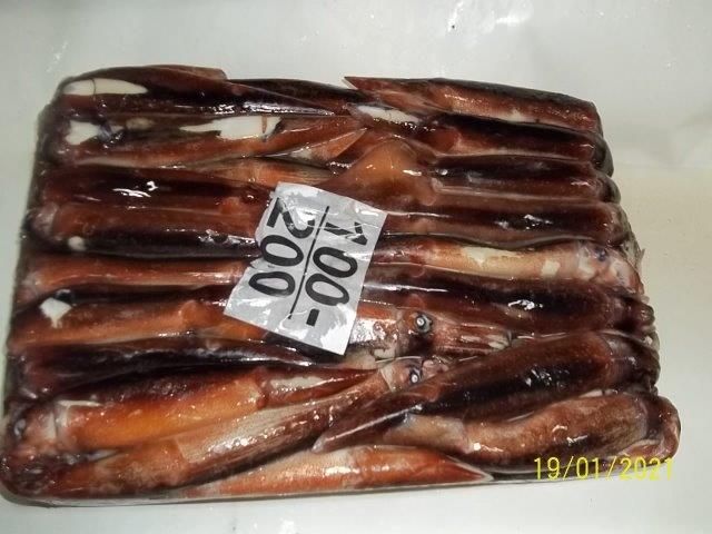 whole squid